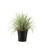Calamagrostis Karl Foerster 2 gal | Pour un jardin sophistiqué