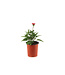 Echinacea Sunseekers Sweet Fuchsia 1 gal