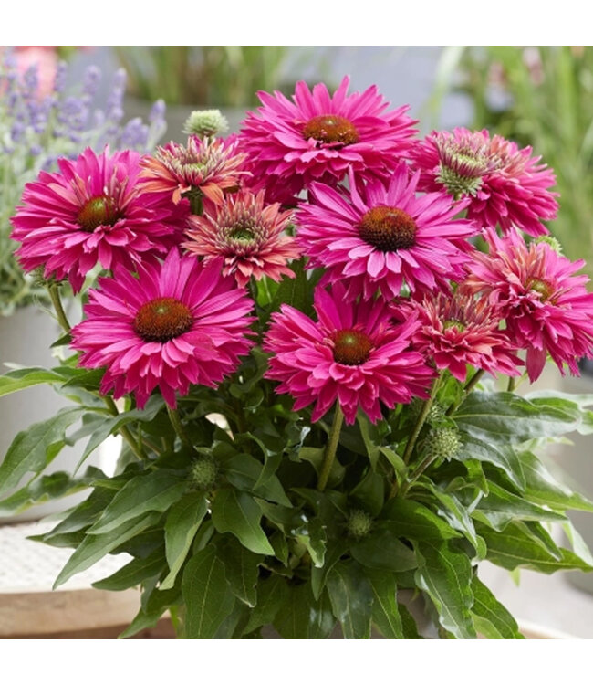 Echinacea Sunseekers Sweet Fuchsia 1 gal | Floraison rose fuchsia soutenue