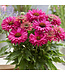 Echinacea Sunseekers Sweet Fuchsia 1 gal | Floraison rose fuchsia soutenue
