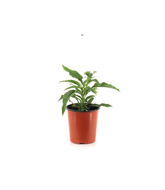 Echinacea Sunseekers Pumpkin Pie 1 gal
