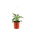 Echinacea Sunseekers Pumpkin Pie 1 gal | Floraison orange citrouille & cœur vert-lime, longue tenue