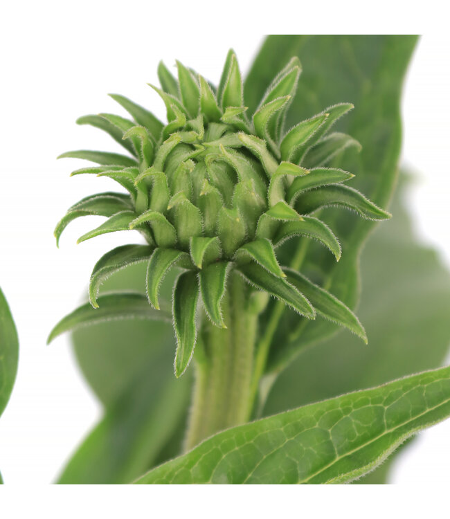 Echinacea Sunseekers Pumpkin Pie 1 gal | Floraison orange citrouille & cœur vert-lime, longue tenue