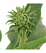 Echinacea Sunseekers Pumpkin Pie 1 gal | Floraison orange citrouille & cœur vert-lime, longue tenue