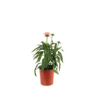 Echinacea Sunseekers Salmon 1 gal