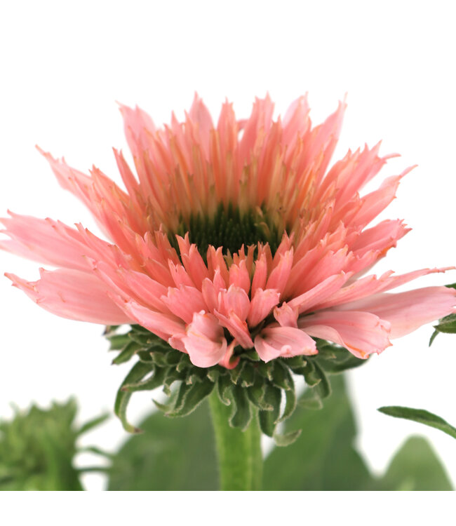 Echinacea Sunseekers Salmon 1 gal | Échinacée saumon semi‑double, floraison estivale & pollinisateurs