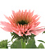Echinacea Sunseekers Salmon 1 gal | Échinacée saumon semi‑double, floraison estivale & pollinisateurs