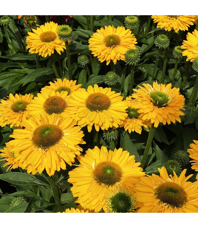 Echinacea Sunseekers Golden sun 1 gal |  Fleur vivace jaune vif & attirante