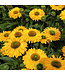Echinacea Sunseekers Golden sun 1 gal |  Fleur vivace jaune vif & attirante