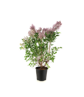Syringa Miss Kim 2gal