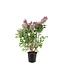 Syringa Miss Kim 2gal | Lilas coréen compact & parfumé