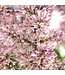 Syringa Miss Kim 2gal | Lilas coréen compact & parfumé