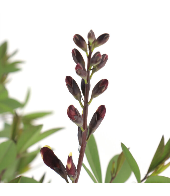 Baptisia Burgundy Blast 2 gal | Vivace pourpre profond & feuillage structuré