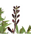 Baptisia Burgundy Blast 2 gal | Vivace pourpre profond & feuillage structuré