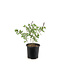 Baptisia Burgundy Blast 2 gal