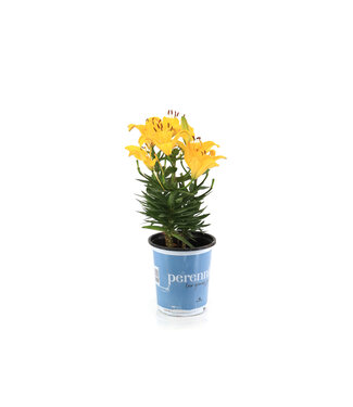 Lilium Pixie 1gal