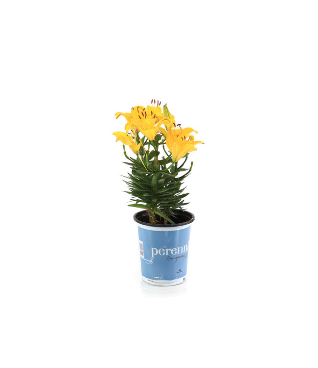 Lilium Pixie 1gal | Lys asiatique nain, couleurs variées & facile à cultiver