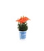 Lilium Pixie 1gal | Lys asiatique nain, couleurs variées & facile à cultiver