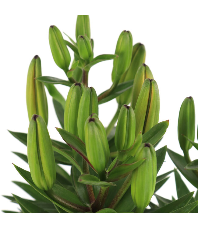 Lilium Pixie 1gal | Lys asiatique nain, couleurs variées & facile à cultiver