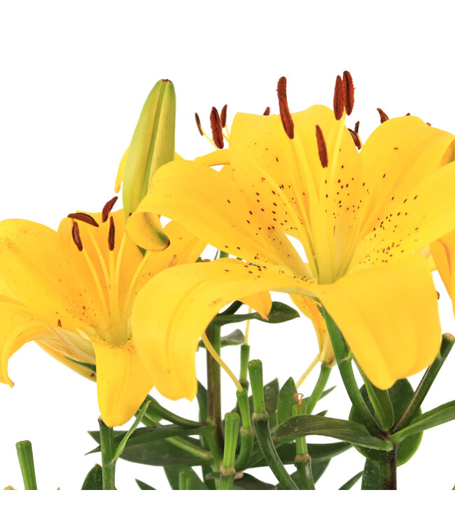 Lilium Pixie 1gal | Lys asiatique nain, couleurs variées & facile à cultiver