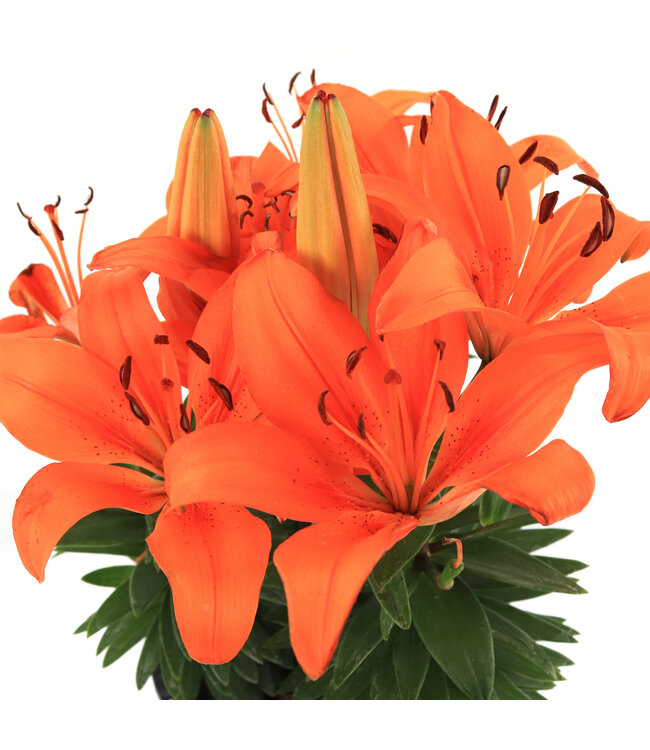 Lilium Pixie 1gal | Lys asiatique nain, couleurs variées & facile à cultiver