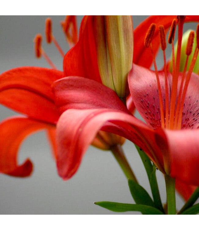 Lilium Pixie 1gal | Lys asiatique nain, couleurs variées & facile à cultiver