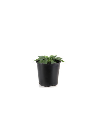 Hosta Hadspen Blue  2 gal