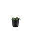 Hosta Hadspen Blue  2 gal | Figuier bleu acier pour massifs ombragés