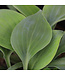 Hosta Hadspen Blue  2 gal | Figuier bleu acier pour massifs ombragés