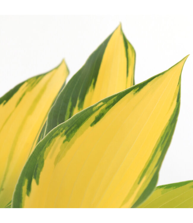 Hosta June 2 gal | Feuillage chartreuse & bleu‑vert éclatant
