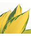 Hosta June 2 gal | Feuillage chartreuse & bleu‑vert éclatant