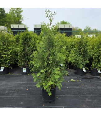 Thuya Occidentalis 90 cm