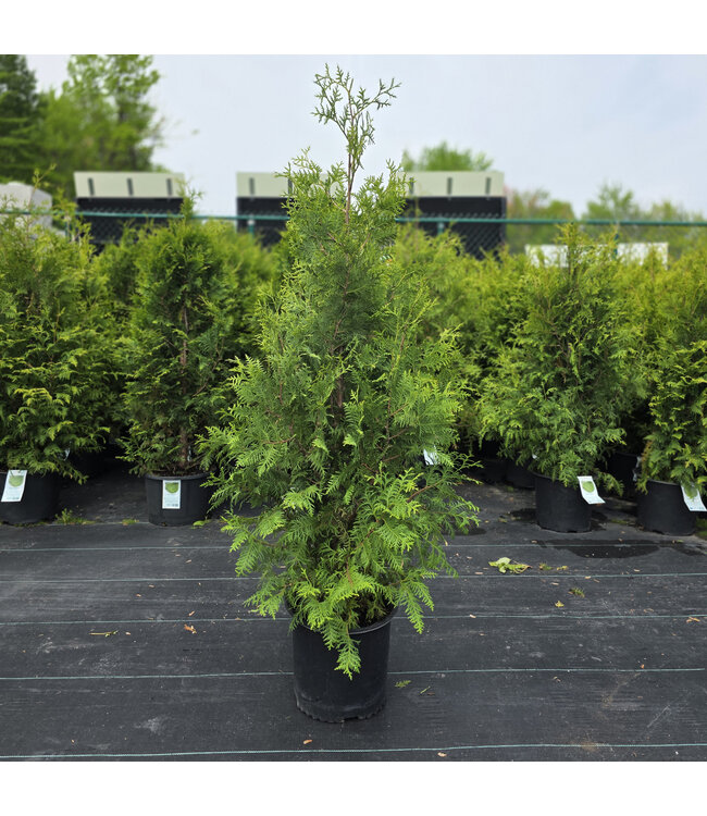 Thuya Occidentalis 90 cm | Conifère persistant élancé, décor automnal & entretien facile