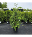 Thuya Occidentalis 90 cm
