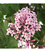 Syringa Palibin 2 gal | Lilas nain de Corée, buissonnant & parfumé