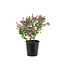 Syringa Palibin 2 gal | Lilas nain de Corée, buissonnant & parfumé
