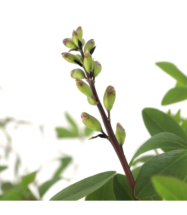 Baptisia Plum Rosy 2 gal | Lupin vivace bicolore mauve‑rose & blanc