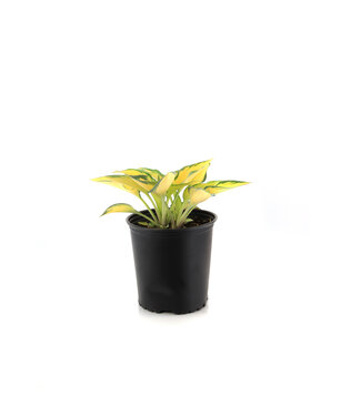 Hosta June 2 gal
