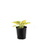 Hosta June 2 gal | Feuillage chartreuse & bleu‑vert éclatant
