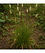 Sesleria Autumnalis 2 gal | Graminée vert chartreuse & épis blancs argentés pour jardin toute saison
