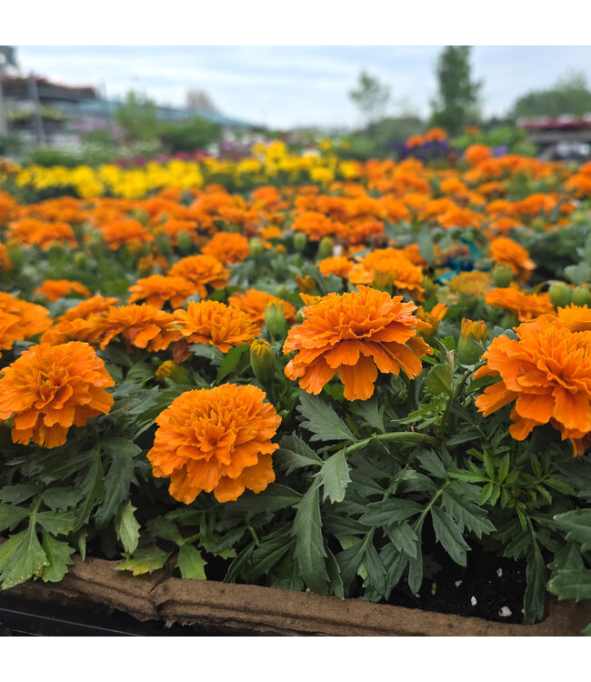 Caissette d'annuelles | Belles annuelles fleuries