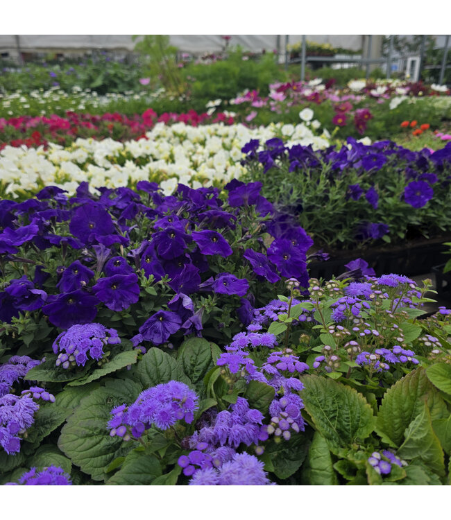 Caissette d'annuelles | Belles annuelles fleuries