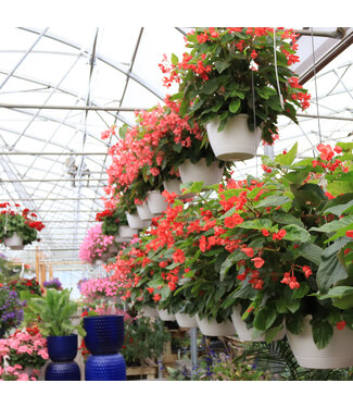 Jardinière de fleurs ou de légumes 12 po | Régulier: 37,99$ | PROMO 2 POUR 60$