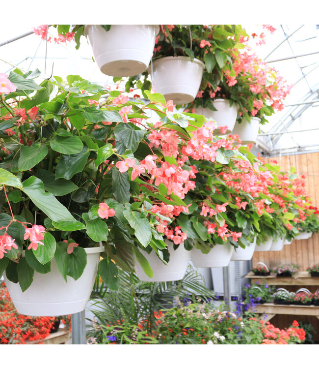 Jardinière de fleurs ou de légumes 12 po | Floraison à profusion