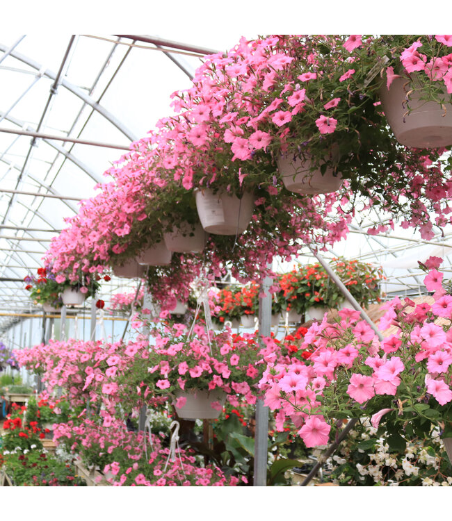 Jardinière de fleurs ou de légumes 12 po | Floraison à profusion