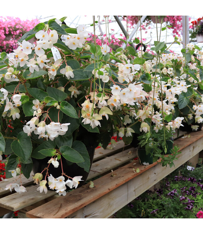 Jardinière de fleurs 12 po pot noir | Floraison à profusion