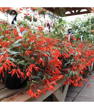 Jardinière de fleurs 12 po pot noir | Régulier: 37,99$ | PROMO 2 POUR 60$