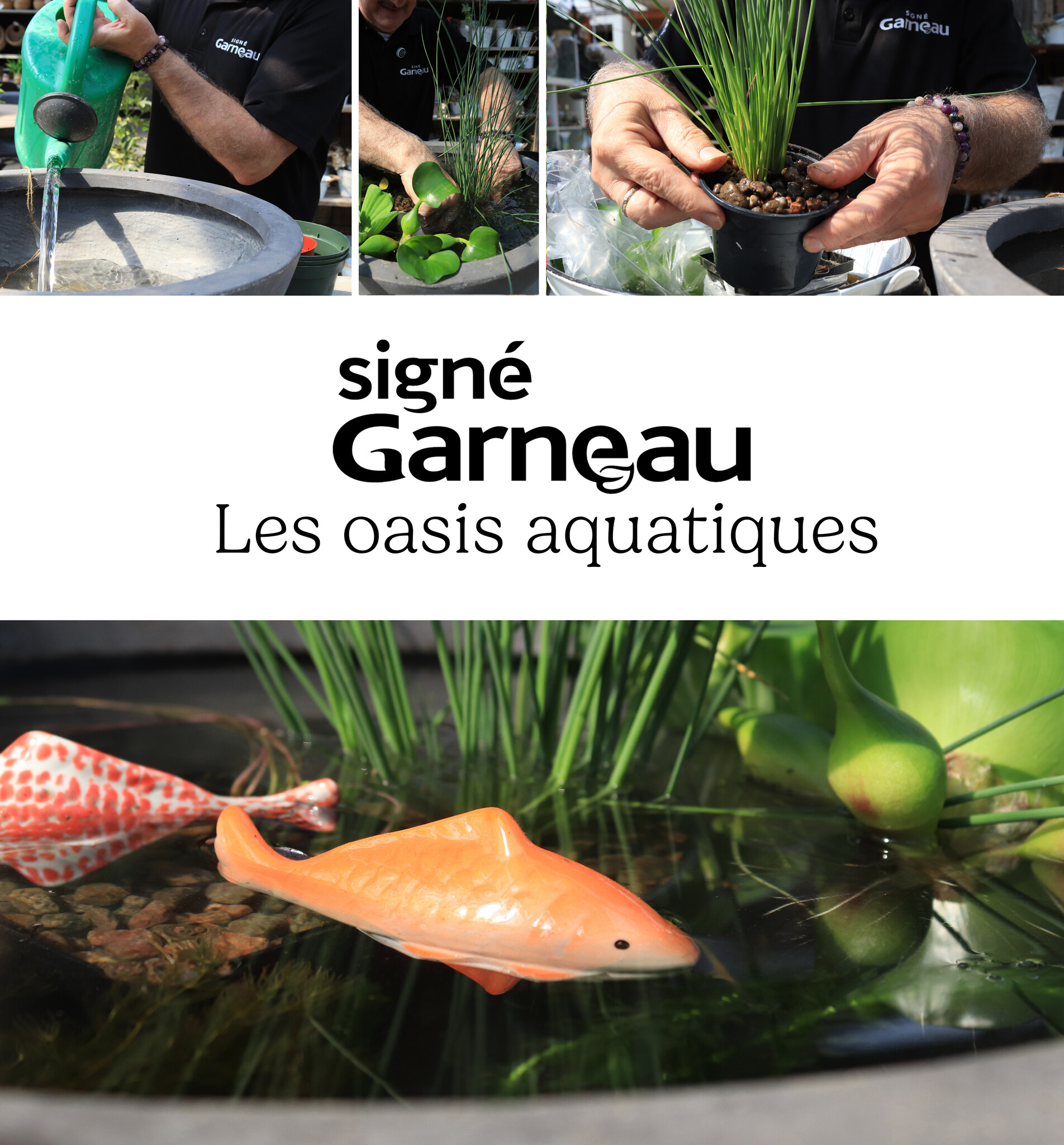 Créez votre propre oasis aquatique! - Conseils par notre expert Michel Desharnais