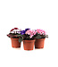 Violette africaine 5 po