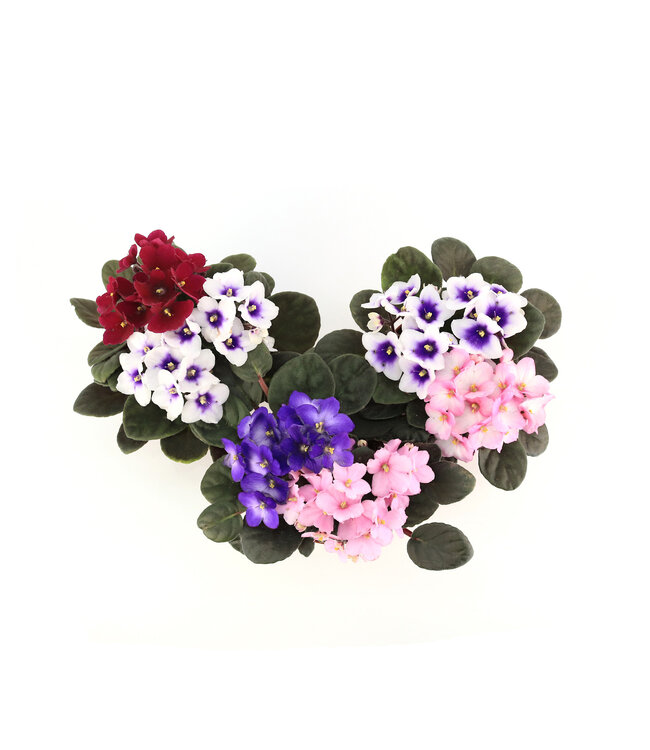 Violette africaine 5 po | Fleurs élégantes et feuillage velouté